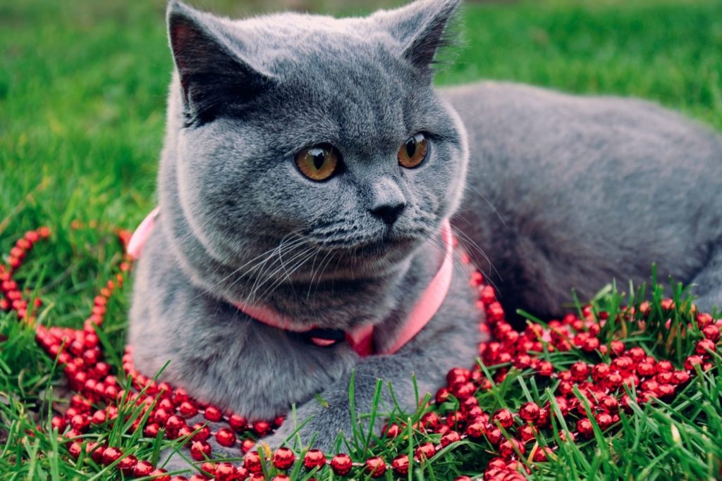 Le British Shorthair : un chat calme et affectueux - supercroquettes
